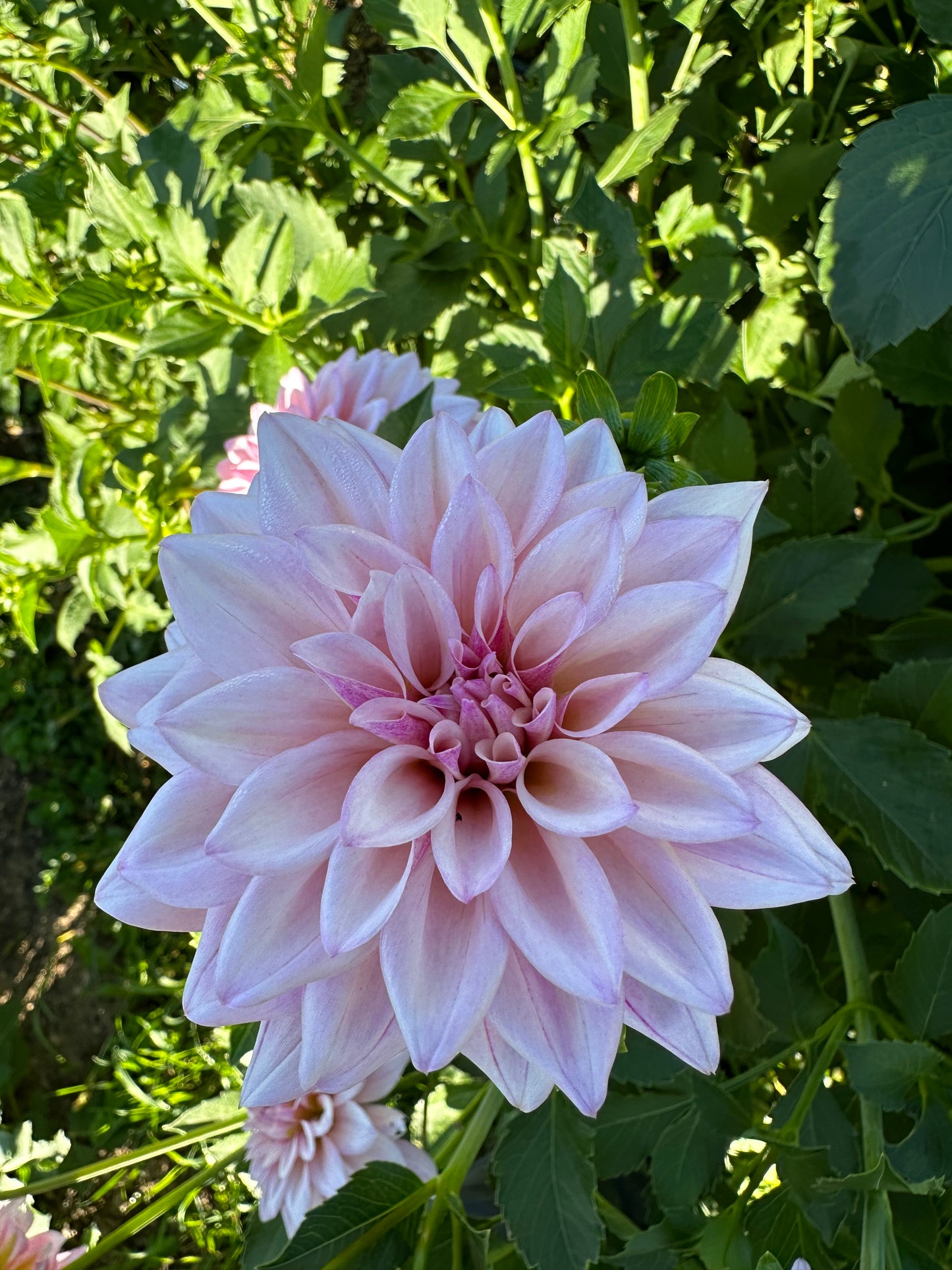 KA’s® Mocha Jake (Rooted Cutting)
