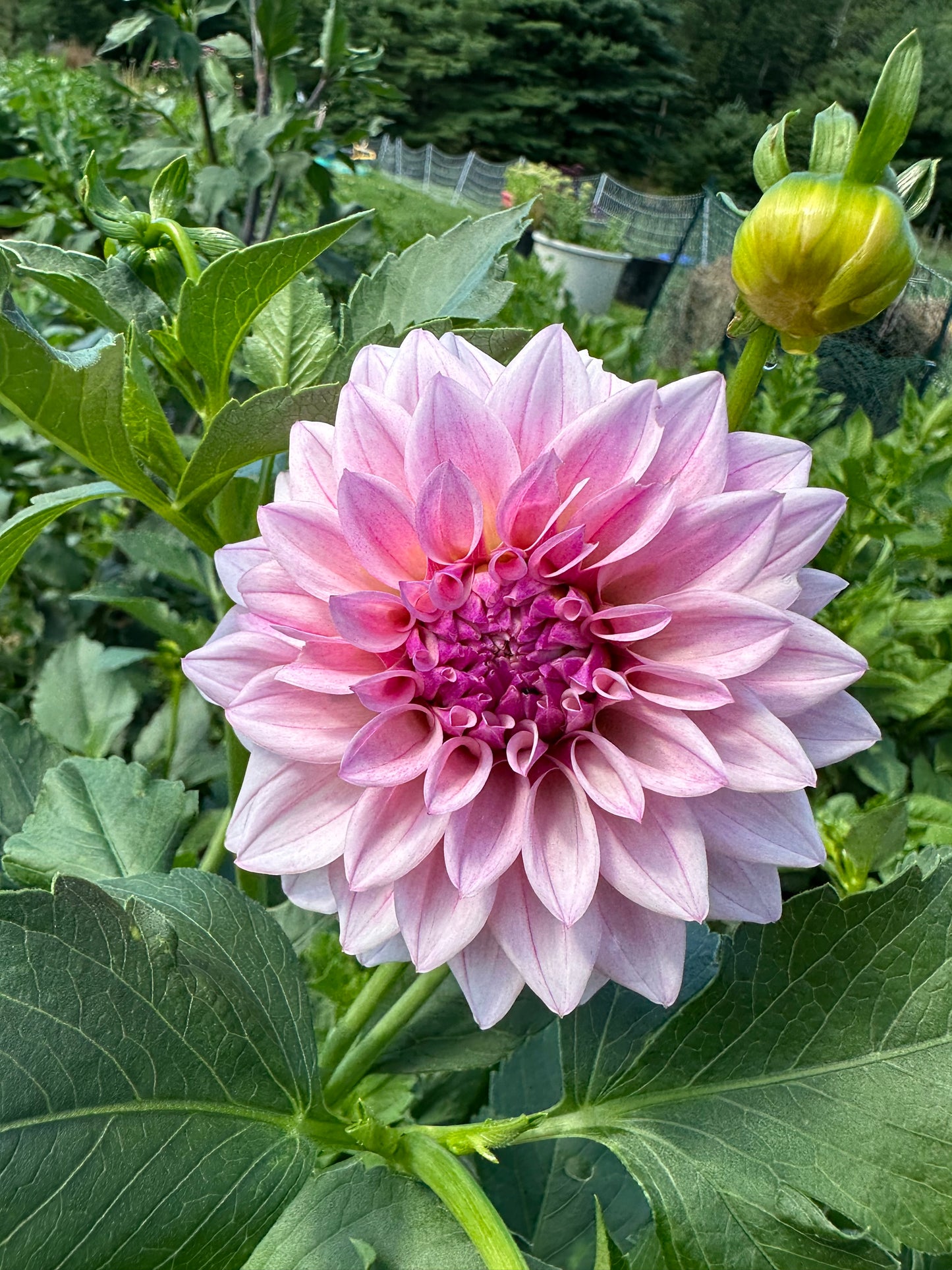 KA’s® Mocha Jake (Rooted Cutting)