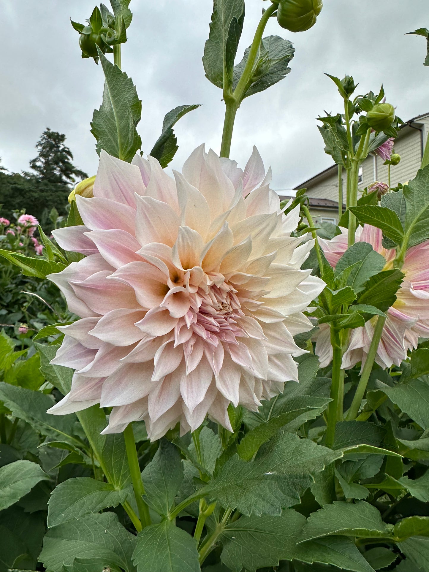Cafe Au Lait (Tuber)