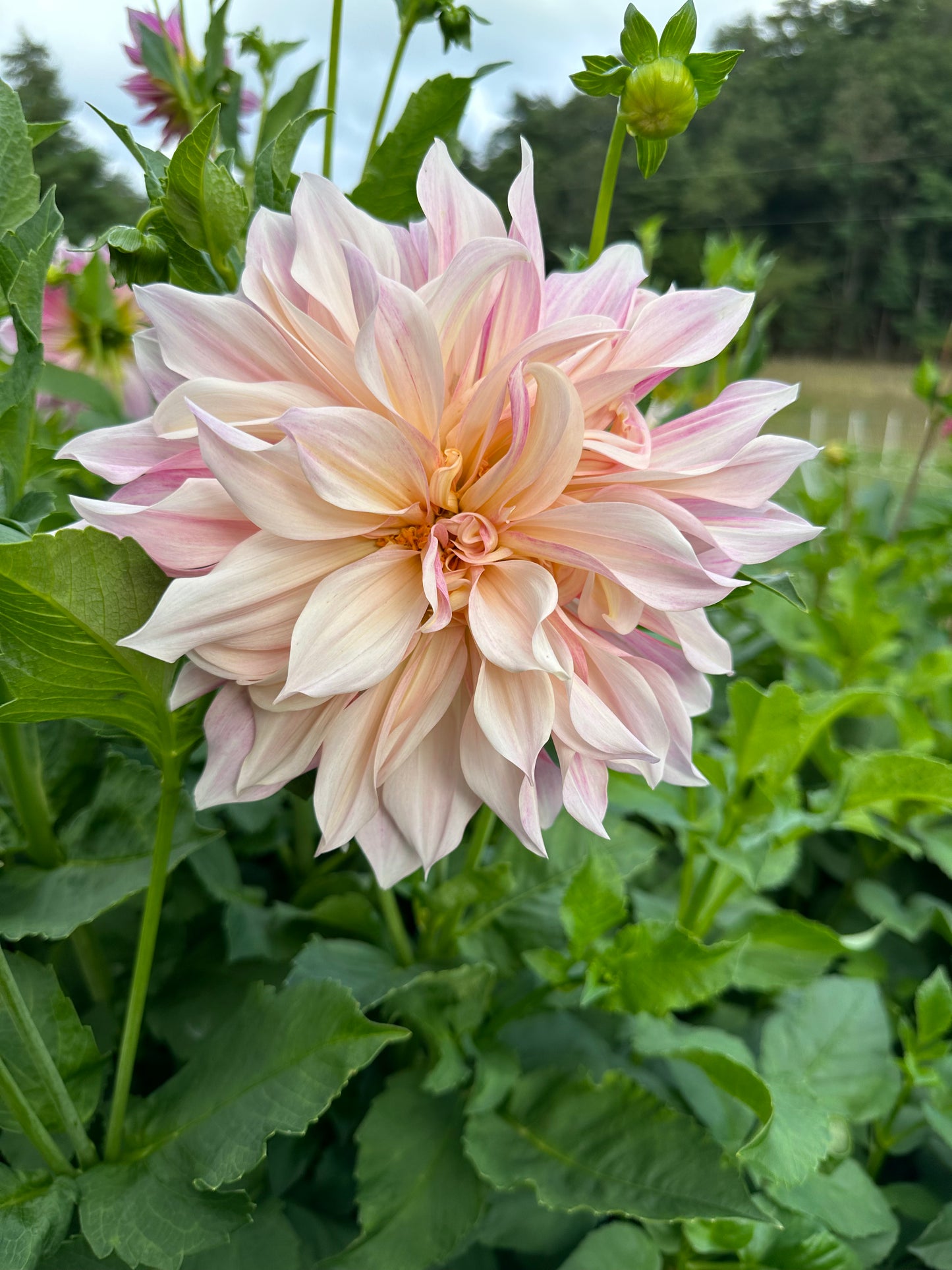 Cafe Au Lait (Tuber)