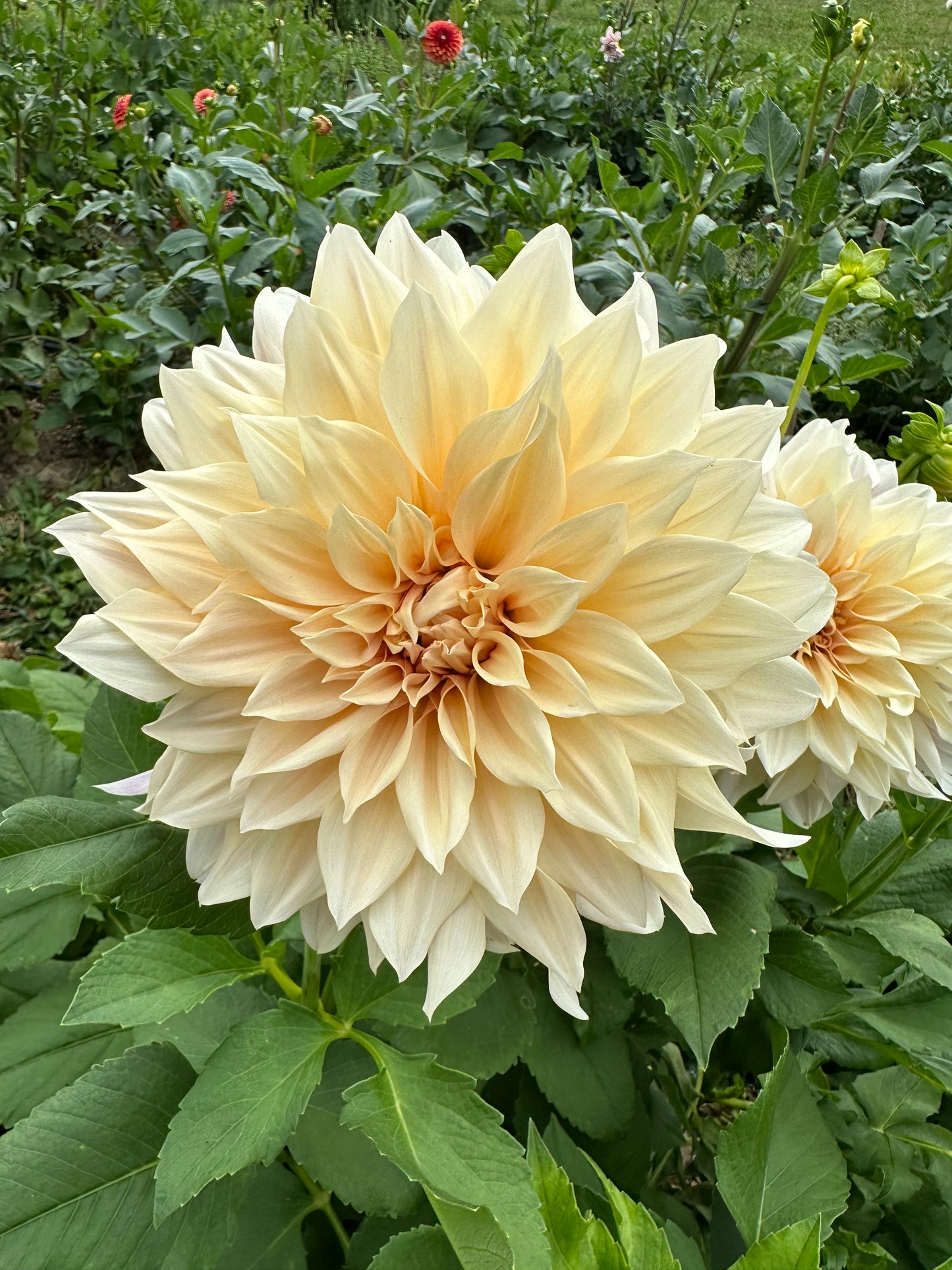 Cafe Au Lait (Tuber)