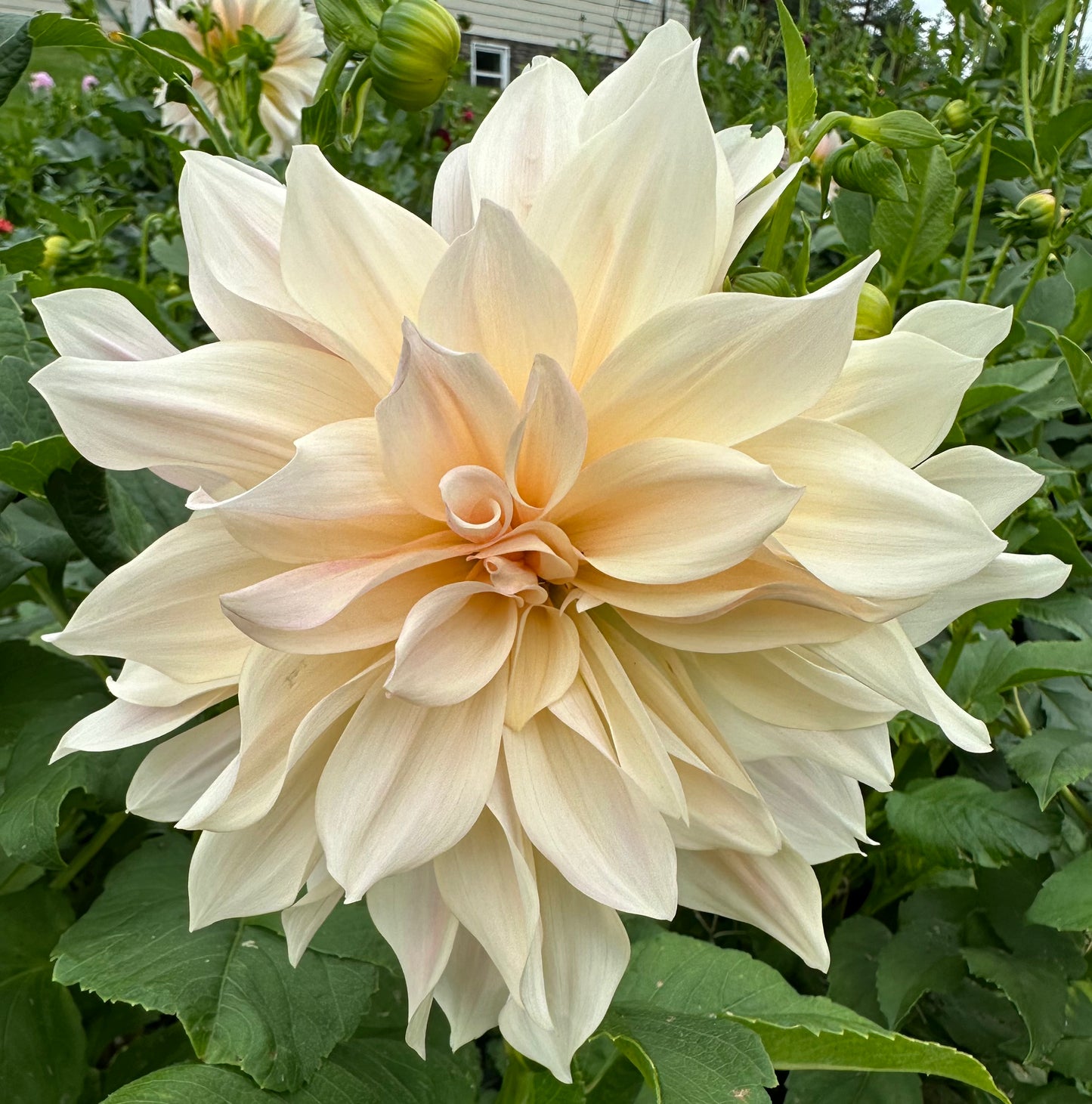Cafe Au Lait (Tuber)