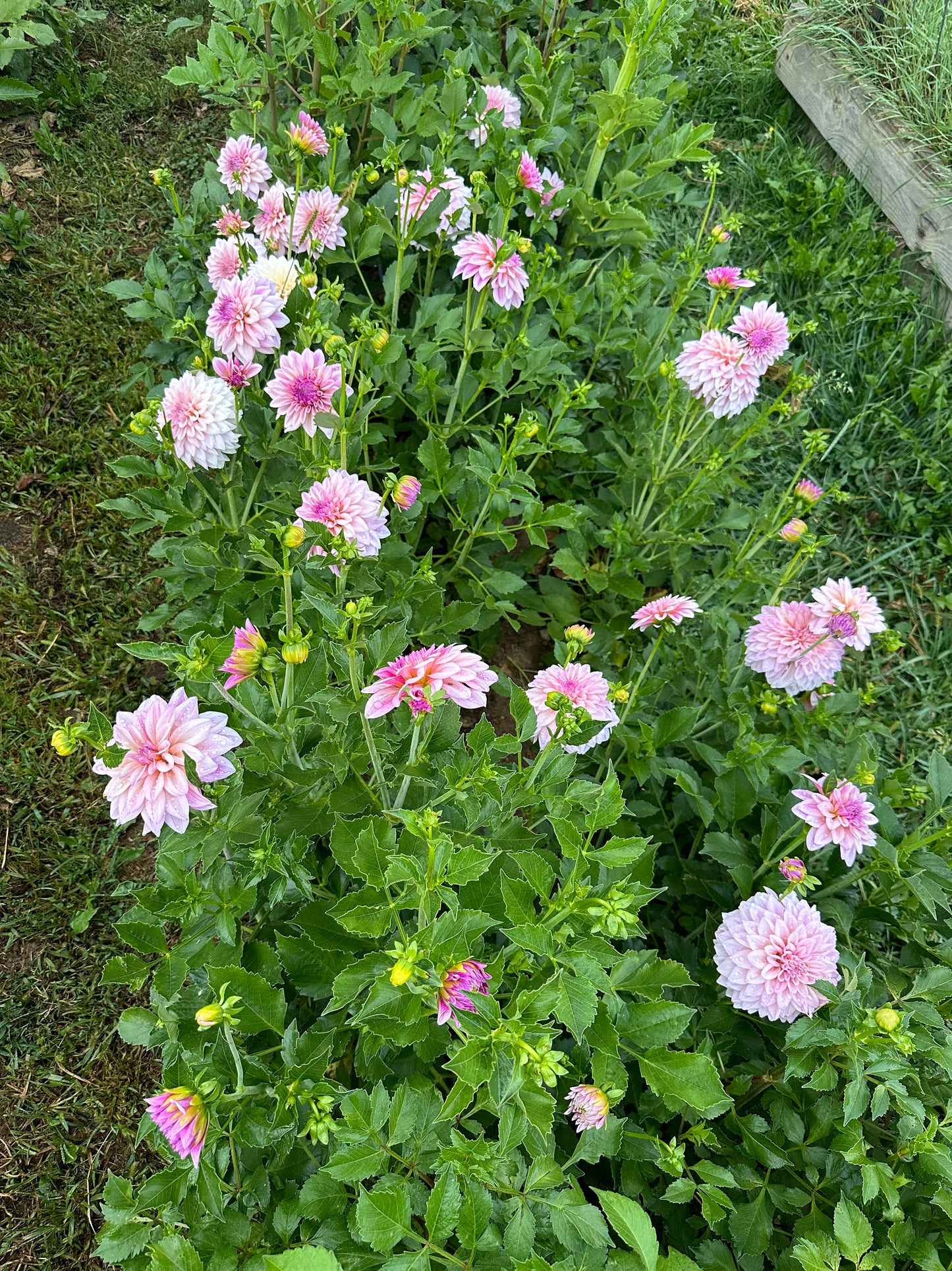 KA’s® Mocha Jake (Rooted Cutting)