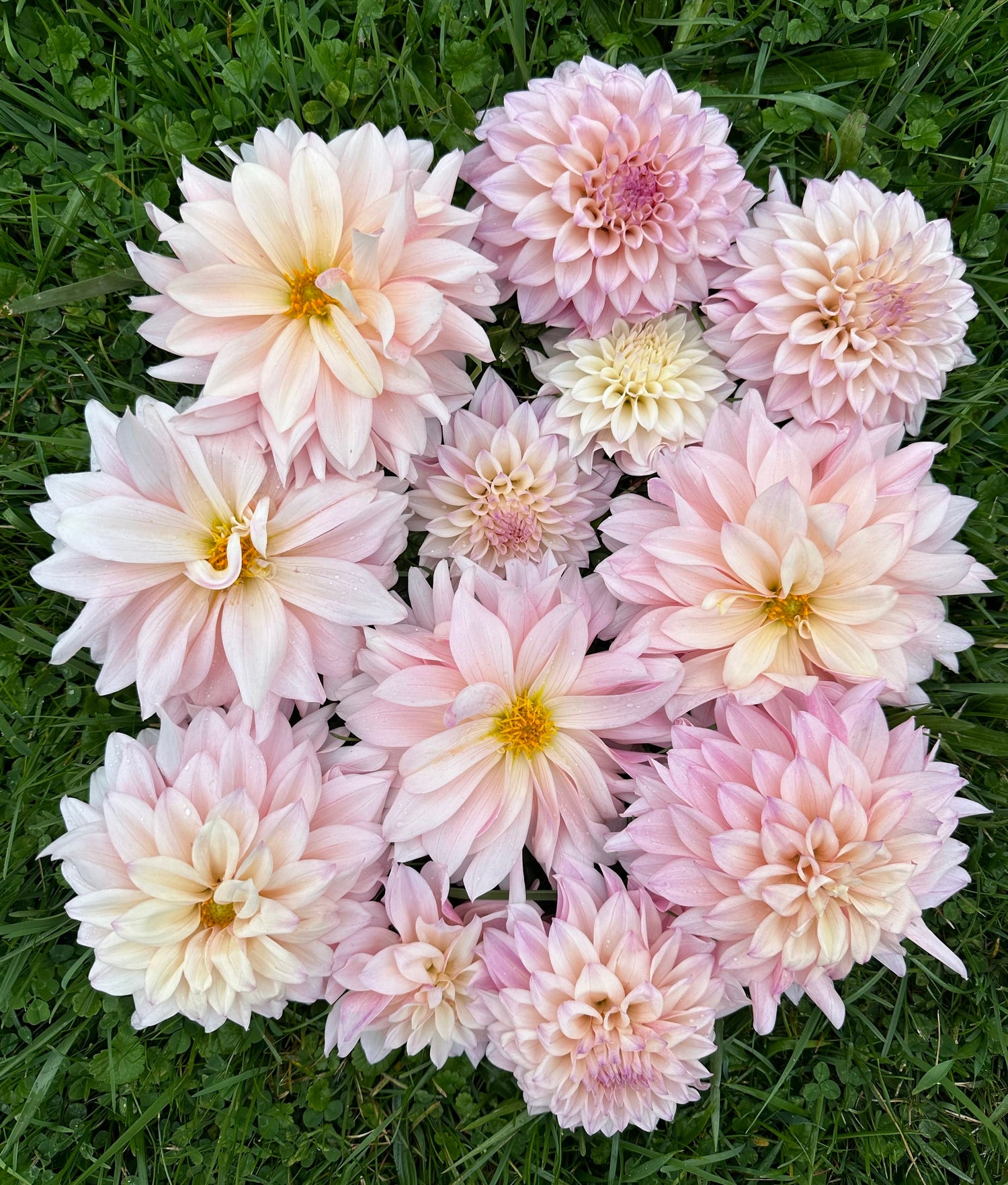 Dahlia Tubers