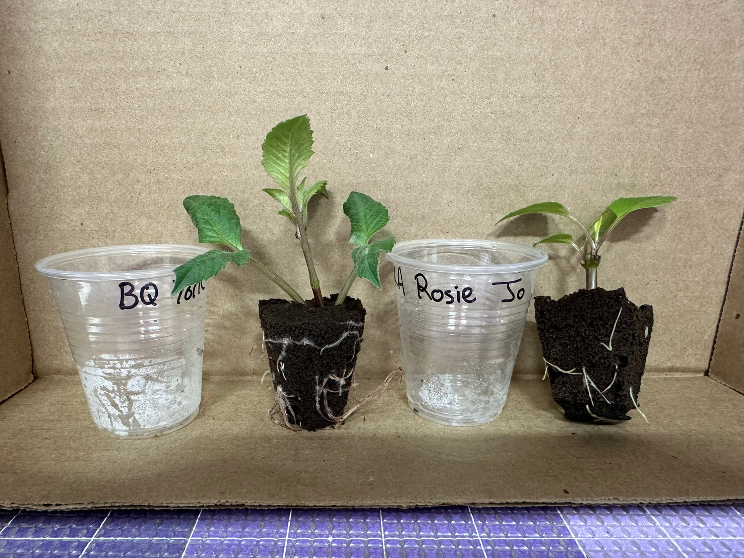 Rooted Dahlia Cuttings
