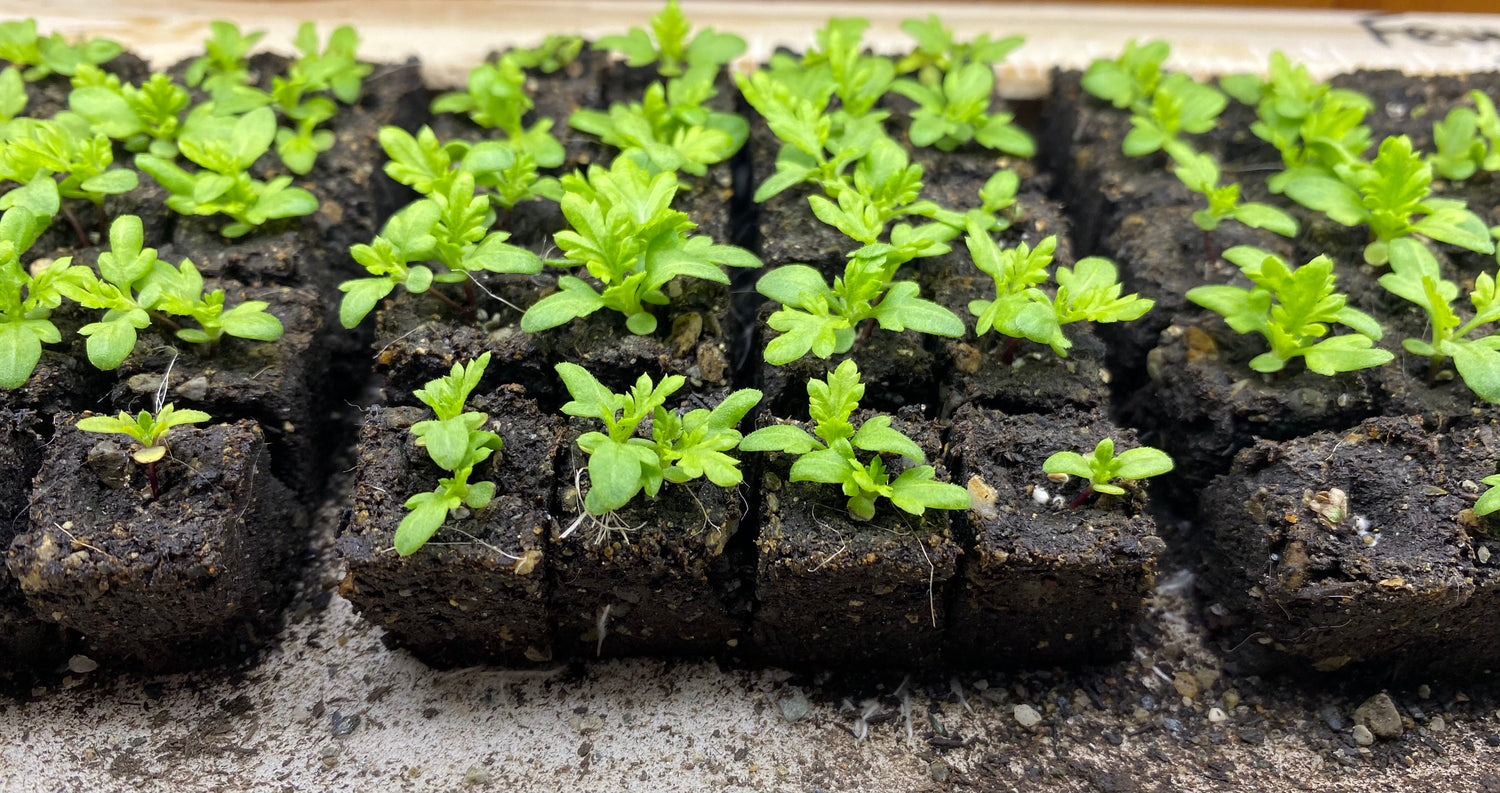 Garden Starter Trays